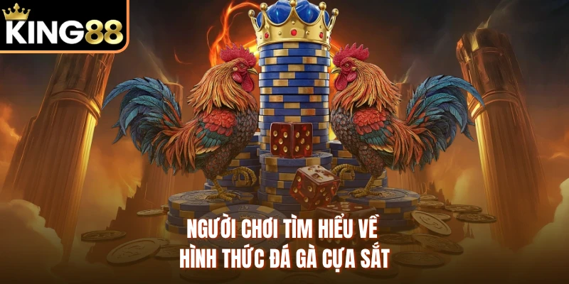 Người chơi tìm hiểu về hình thức đá gà cựa sắt