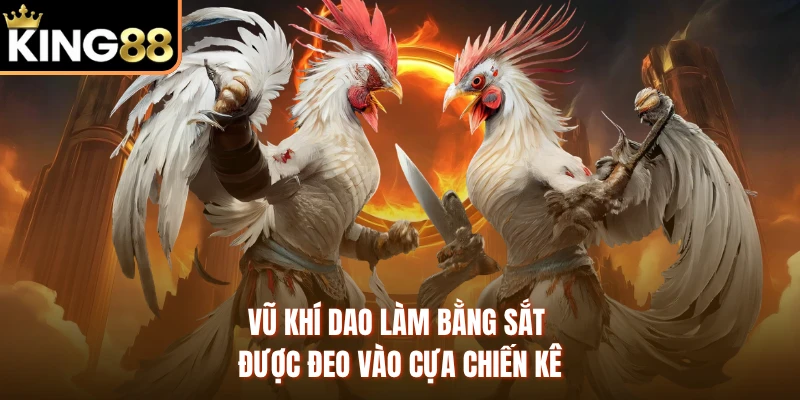 Vũ khí dao làm bằng sắt được đeo vào cựa chiến kê 